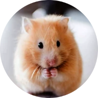 Hamster