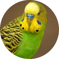 Parakeet