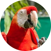 Parrot